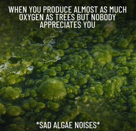 Teichzeit.at - Sad Algae Noises Teichzeit.at - Sad Algae Noises