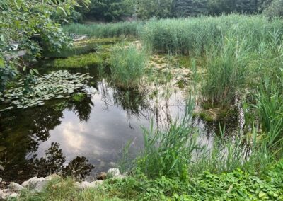 Teichzeit.at - Algen im Teich