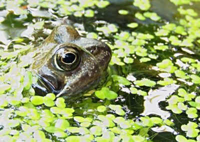 Teichzeit.at - Frosch