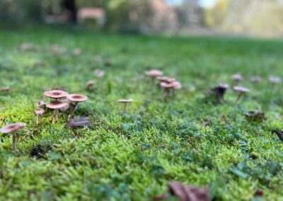 Teichzeit.at - Pilze in der Wiese